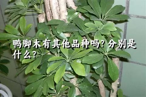 鸭脚木有其他品种吗？分别是什么？