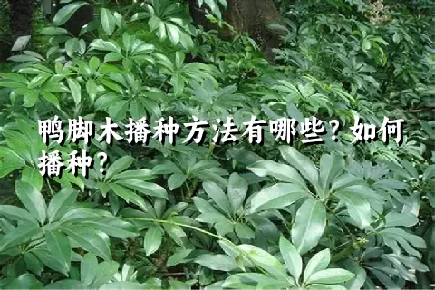 鸭脚木播种方法有哪些？如何播种？