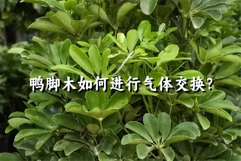 鸭脚木如何进行气体交换？