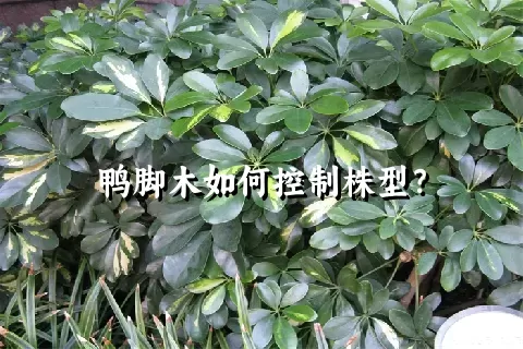 鸭脚木如何控制株型？