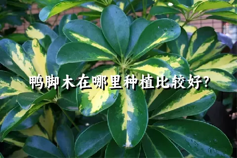 鸭脚木在哪里种植比较好？