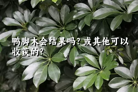 鸭脚木会结果吗？或其他可以收获的？