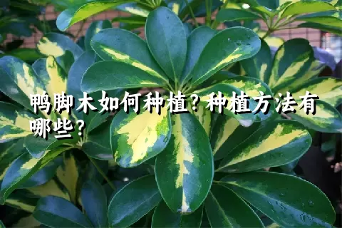 鸭脚木如何种植？种植方法有哪些？