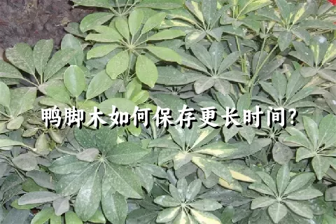 鸭脚木如何保存更长时间？