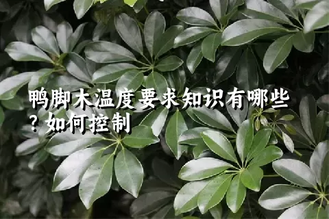 鸭脚木温度要求知识有哪些？如何控制