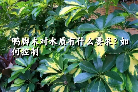 鸭脚木对水质有什么要求？如何控制