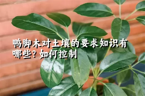 鸭脚木对土壤的要求知识有哪些？如何控制