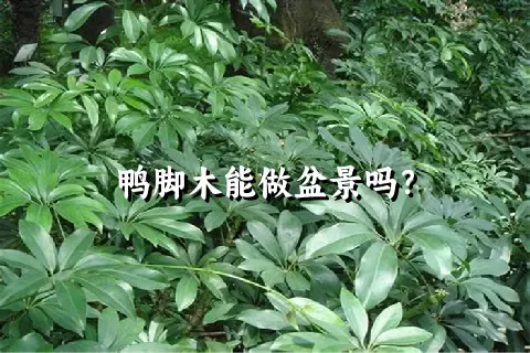 鸭脚木能做盆景吗？