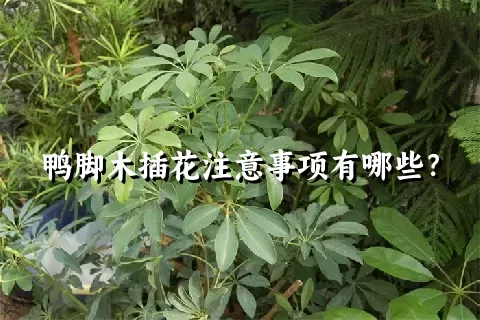 鸭脚木插花注意事项有哪些？