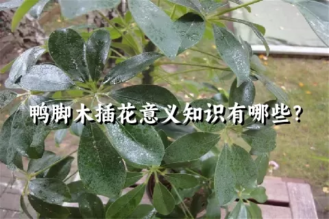 鸭脚木插花意义知识有哪些？