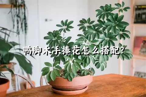 鸭脚木手捧花怎么搭配？