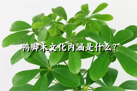 鸭脚木文化内涵是什么？