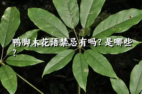 鸭脚木花语禁忌有吗？是哪些？