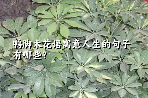 鸭脚木花语寓意人生的句子有哪些？