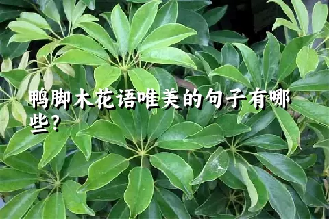 鸭脚木花语唯美的句子有哪些？