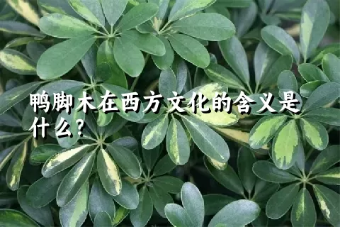 鸭脚木在西方文化的含义是什么？