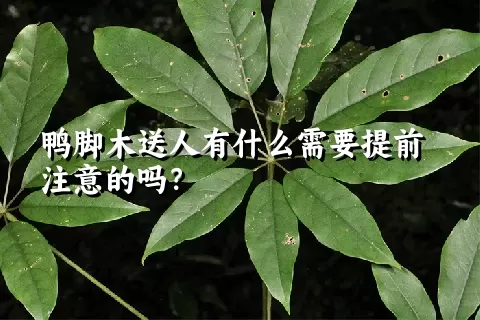 鸭脚木送人有什么需要提前注意的吗？