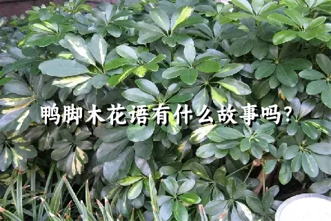 鸭脚木花语有什么故事吗？