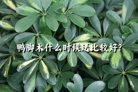 鸭脚木什么时候送比较好？