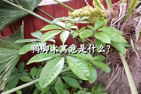 鸭脚木寓意是什么？