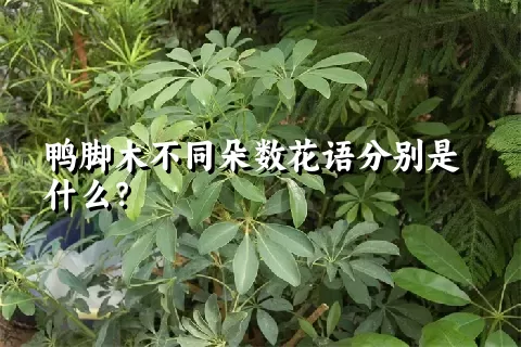 鸭脚木不同朵数花语分别是什么？