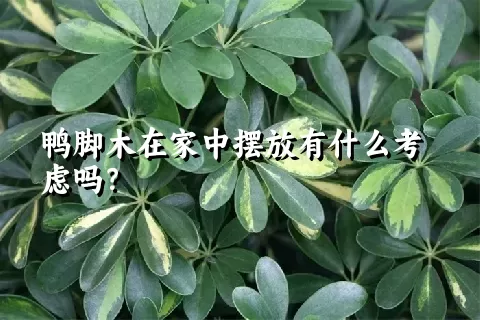 鸭脚木在家中摆放有什么考虑吗？