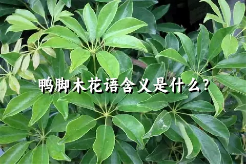 鸭脚木花语含义是什么？