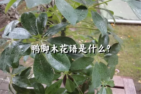 鸭脚木花语是什么？