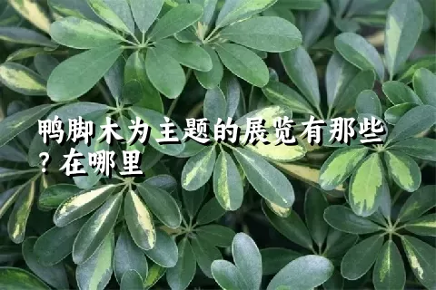 鸭脚木为主题的展览有那些？在哪里