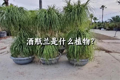 酒瓶兰是什么植物？