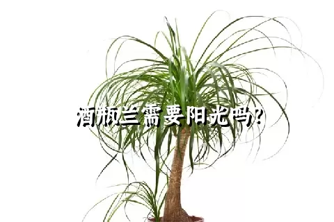 酒瓶兰需要阳光吗？