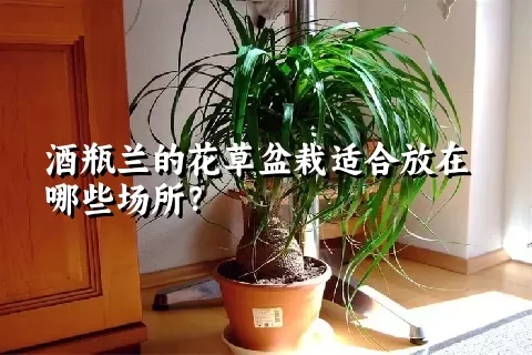 酒瓶兰的花草盆栽适合放在哪些场所？