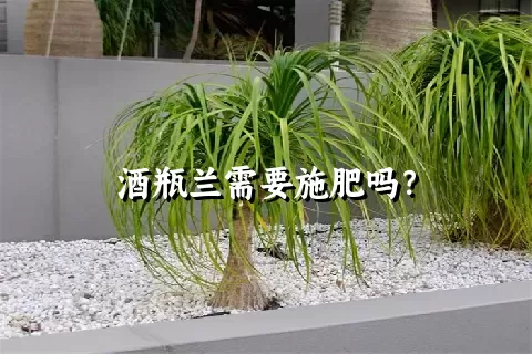 酒瓶兰需要施肥吗？