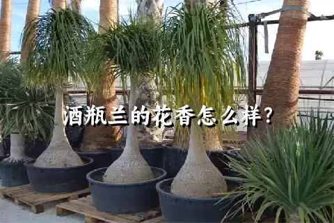 酒瓶兰的花香怎么样？