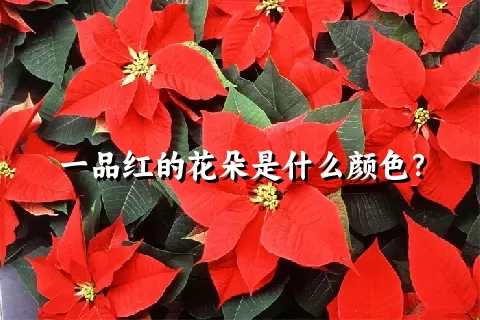 一品红的花朵是什么颜色？