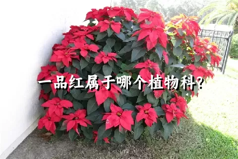 一品红属于哪个植物科？