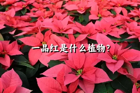 一品红是什么植物？