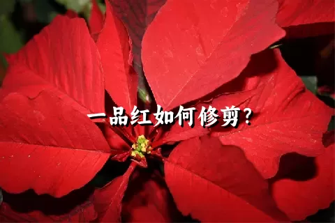 一品红如何修剪？