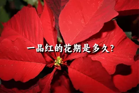 一品红的花期是多久？