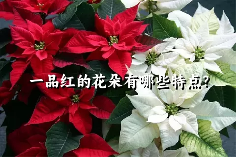 一品红的花朵有哪些特点？