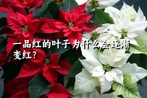 一品红的叶子为什么会逐渐变红？