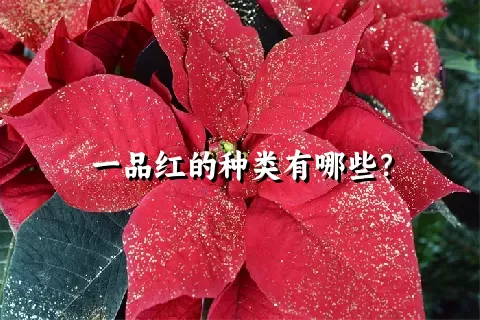 一品红的种类有哪些？