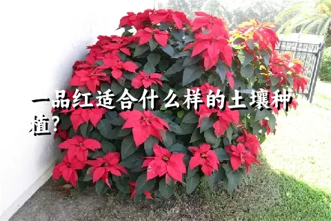 一品红适合什么样的土壤种植？