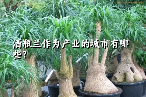 酒瓶兰作为产业的城市有哪些？