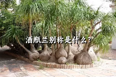 酒瓶兰别称是什么？