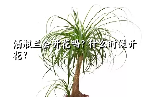 酒瓶兰会开花吗？什么时候开花？