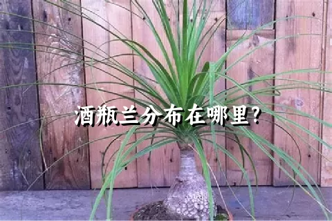 酒瓶兰分布在哪里?