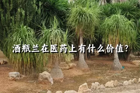 酒瓶兰在医药上有什么价值？