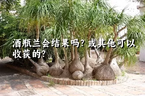 酒瓶兰会结果吗？或其他可以收获的？