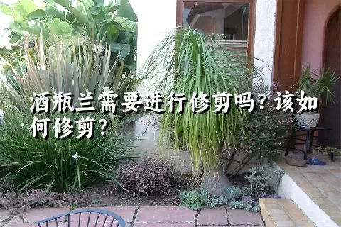 酒瓶兰需要进行修剪吗？该如何修剪？